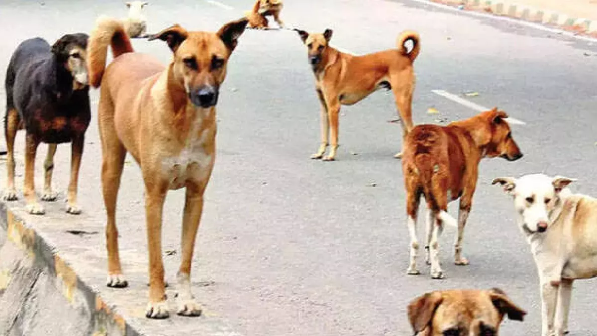 धार में श्वानों की समस्याओं के निराकरण हेतु नगर पालिका करने जा रही नसबन्दी कार्यक्रम शुरू।
