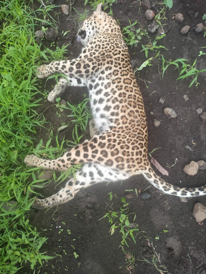 तेंदुए की मौत से सनसनी, करंट लगने की जताई जा रही आशंका, फॉरेस्ट विभाग पहुंचा मौके पर।